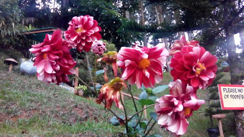 Close-up of flowers blooming outdoors