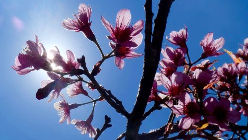 Low angle view of pink flowers against blue sky