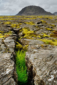 Cracked volcanic lava landscape and vegitation on iceland