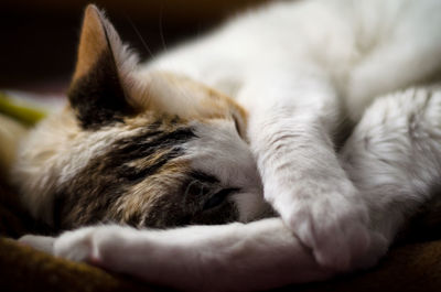 Close-up of cat sleeping