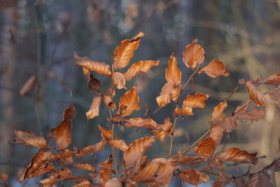 Close-up of dry leaves during autumn