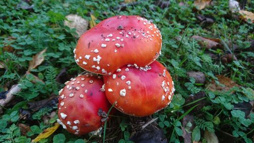 High angle view of fly agaric mushroom