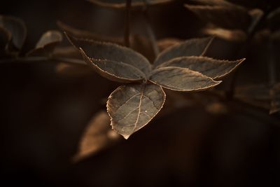 Close-up of dried leaves