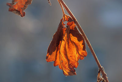 Close-up of dried autumn leaves against blurred background