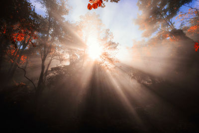 Sunlight streaming through trees in forest during sunset