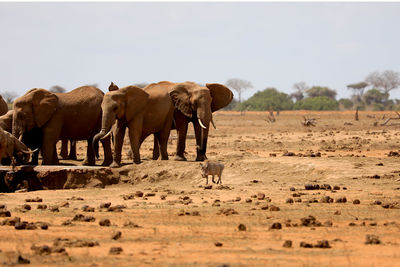 View of elephants on field against sky