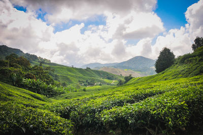 Beautiful scenery of tea plantation at cameron highland, malaysia. 