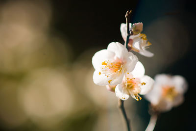Close-up of cherry blossoms blooming on branches