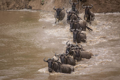 High angle view of wildebeest walking in river