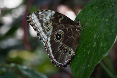 Close-up of butterfly on wet leaf