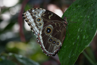 Close-up of butterfly on leaves