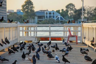 Flock of birds in a city