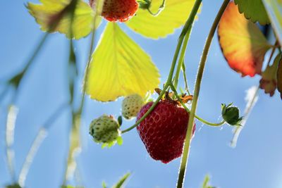 Low angle view of fruits growing on tree