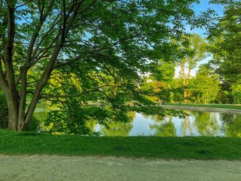 Scenic view of lake by trees