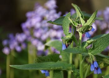 Close-up of purple flowering plant