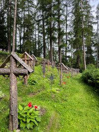 Trees in forest