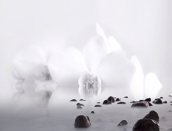 Close-up of water drops on rocks against white background