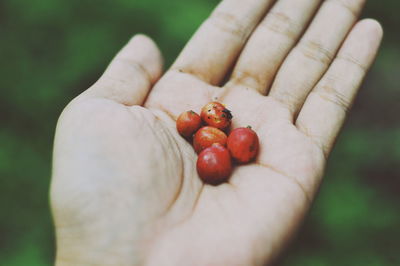 Close-up of hand holding strawberries