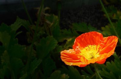 Close-up of poppy blooming outdoors