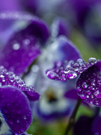 Close-up of wet purple flowering plant