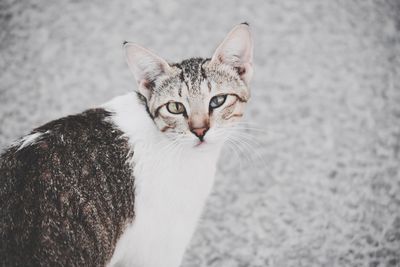 Close-up portrait of cat sitting