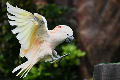 Close-up of a bird flying