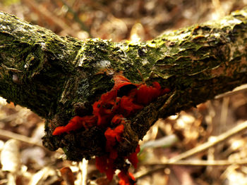 Close-up of moss growing on tree trunk