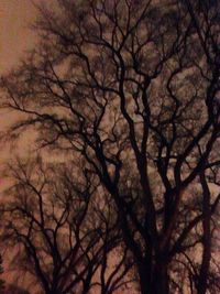 Low angle view of bare trees against sky