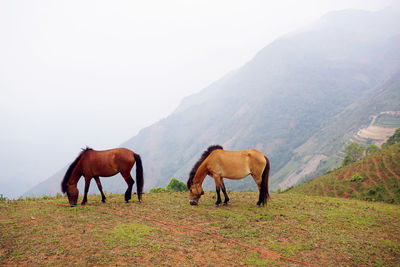 Horses eating grasses up on the mountain of ta xua, vietnam