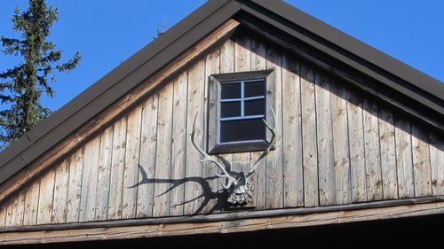 Deer antlers as a hunting trophy and a decoration element