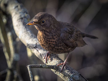 Close-up of bird perching on branch