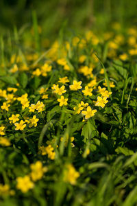 Close-up of yellow flowering plants on field