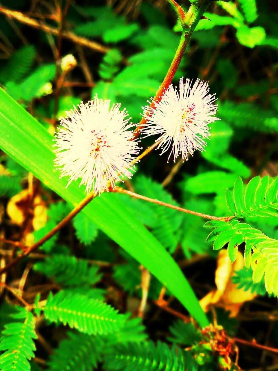 flower, fragility, freshness, growth, focus on foreground, close-up, flower head, beauty in nature, plant, nature, stem, petal, green color, leaf, dandelion, blooming, white color, single flower, wildflower, selective focus