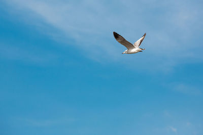 Low angle view of seagull flying in sky