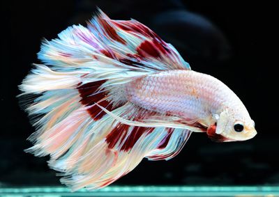 Close-up of fish underwater