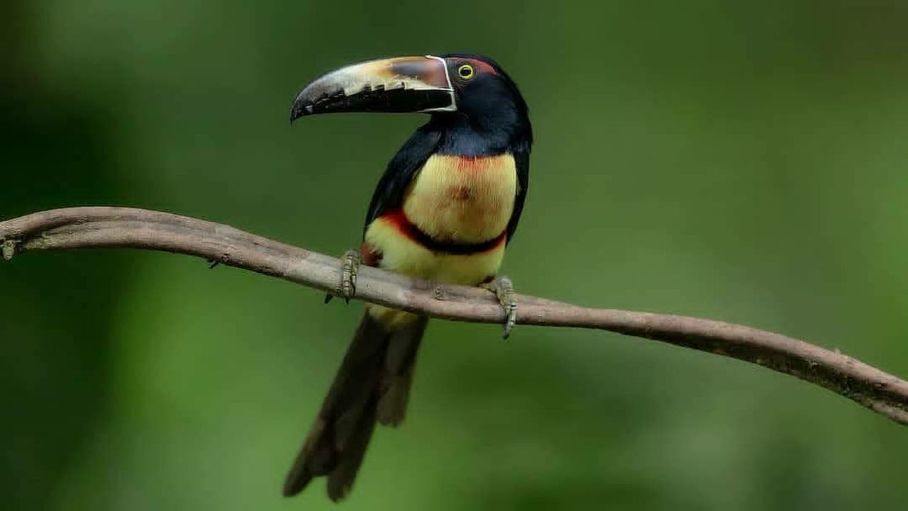 BIRD PERCHING ON A BRANCH