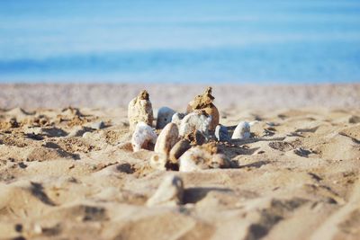 Close-up of crab on sand at beach against sky