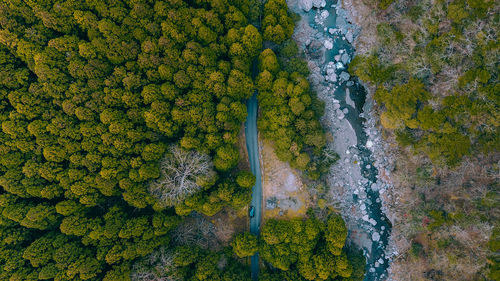 High angle view of river amidst trees in forest