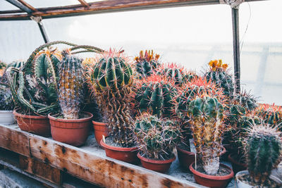 Potted cactuses growing in greenhouse