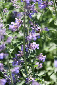 Close-up of bee on lavender blooming outdoors