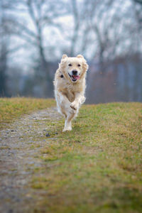 Dog running on field