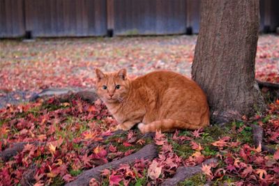 Portrait of a cat