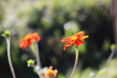 Close-up of orange flowering plant