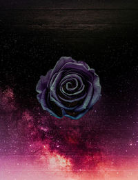 Close-up of red rose on rock at night