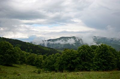Scenic view of forest against sky