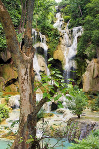 Scenic view of waterfall in forest