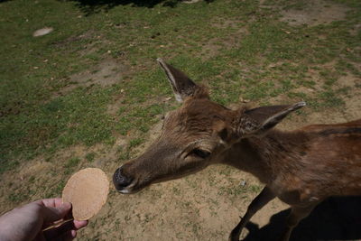 Close-up of hand feeding deer on field