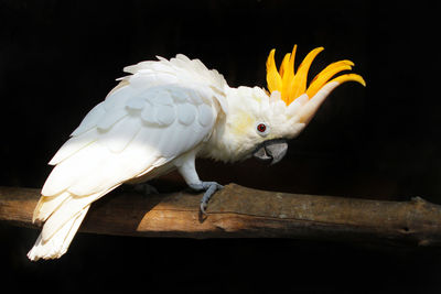 Close-up of parrot perching on black background