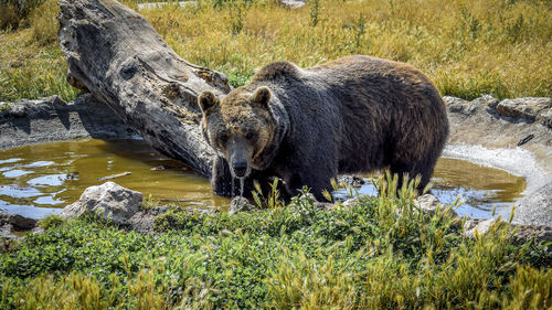 Bear standing in pond