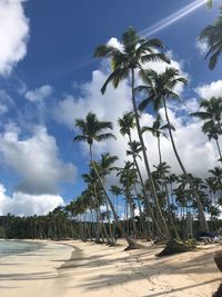 Palm trees on beach against sky